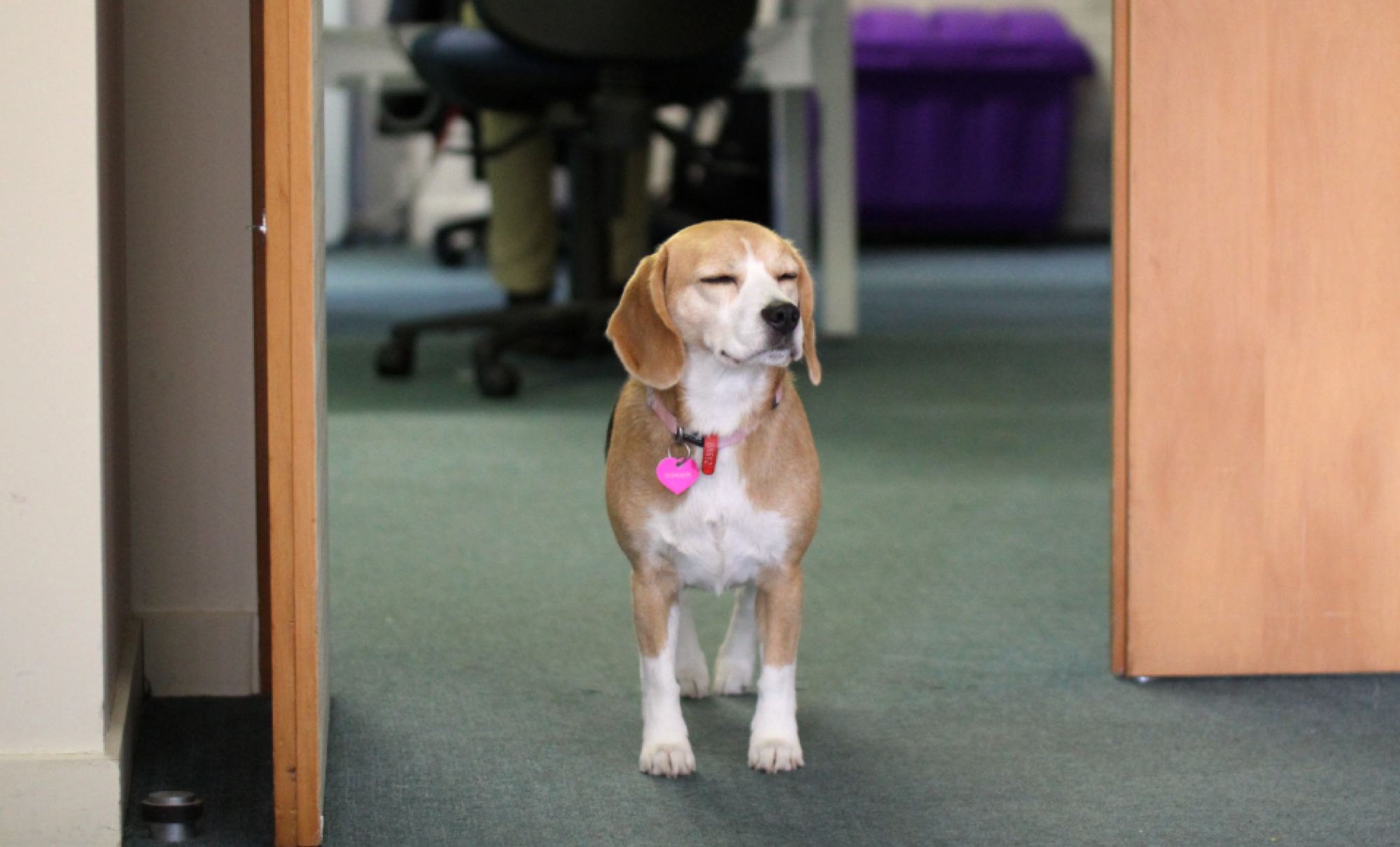 Meet our office canine team!